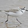 Snowy Plover