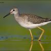 Lesser Yellowlegs