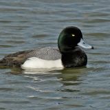 Greater Scaup