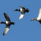 In flight