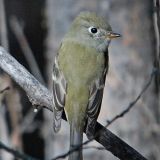 North Roosevelt Trap, Roosevelt Co., NM