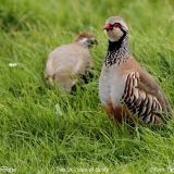 Red-legged Partridge