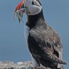 Atlantic Puffin