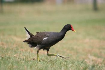 Common Moorhen