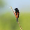 Orchard Oriole