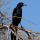 Great-tailed Grackle