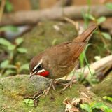 Siberian Rubythroat