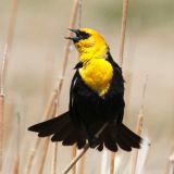 Monte Vista National Wildlife Refuge, Monte Vista, CO