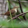 Swainson's Warbler