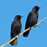 American Crows