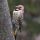 Northern Flicker