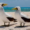 Masked Booby