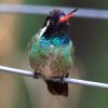 White-eared Hummingbird