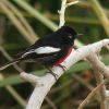 Painted Redstart