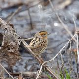 Rondeau Provincial Park, Ontario CA - Harrison Trail - May 2011