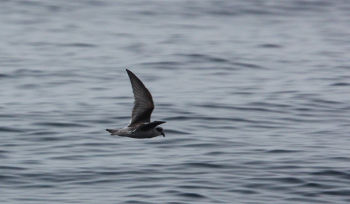 Fork-tailed Storm-Petrel