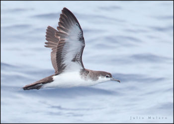 Audubon's Shearwater