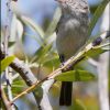 Bell's Vireo