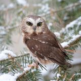 Northern Saw-whet Owl in spruce.