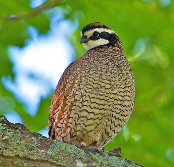 Male -  Walpole, New Hampshire - May 2012