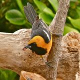 Male - Southern California