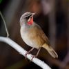 Siberian Rubythroat