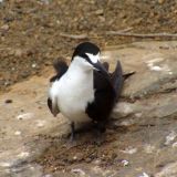 Sooty Tern