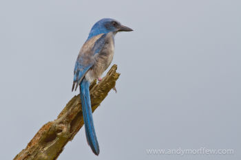 Florida Scrub-Jay