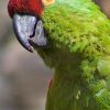 Thick-billed Parrot