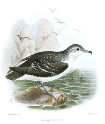 Little Shearwater