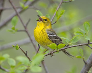 Pine Warbler singing