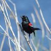 Tricolored Blackbird