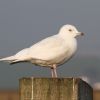 Iceland Gull