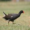 Common Moorhen