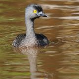 Least Grebe