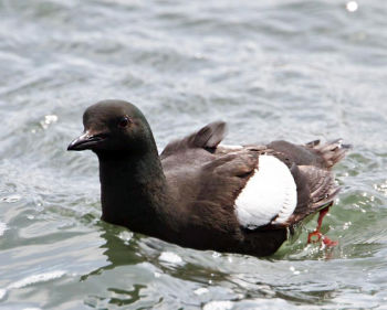 Breeding plumage