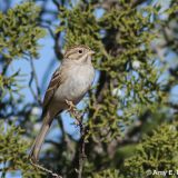Brewer's Sparrow