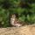 Rustic Bunting