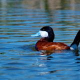 Male in water