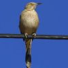 Bendire's Thrasher