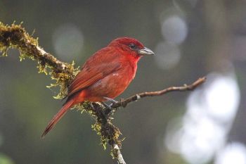 Male - El Valle Panama - February 1, 2010