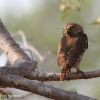 Ferruginous Pygmy-owl