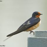 Barn Swallow