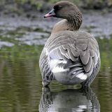 Pink-footed Goose