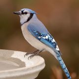 Blue Jay