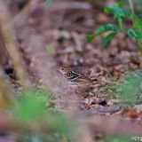 Pechora Pipit