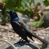 Common Grackle