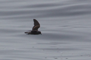 Black Storm-Petrel