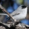 Black-capped Gnatcatcher