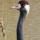 Common Crane